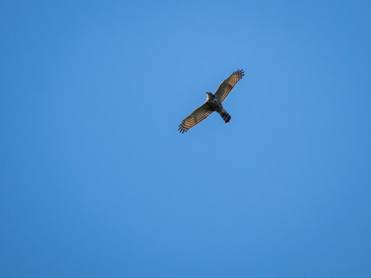 Roadside Hawk - ML616296726