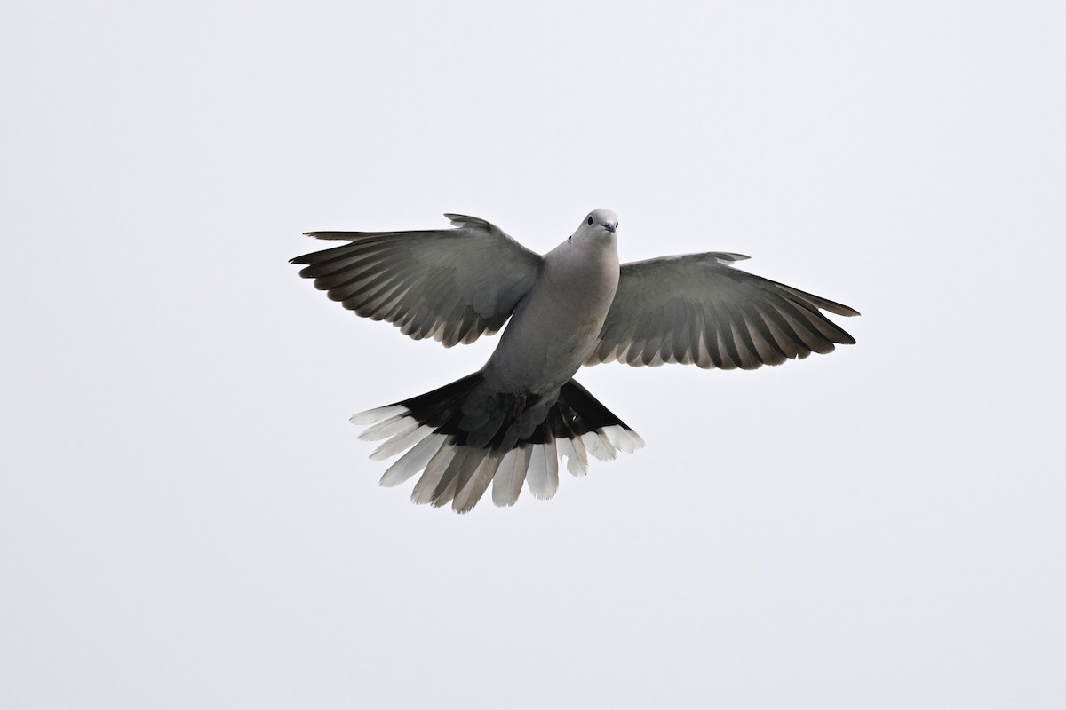Eurasian Collared-Dove - ML616296735