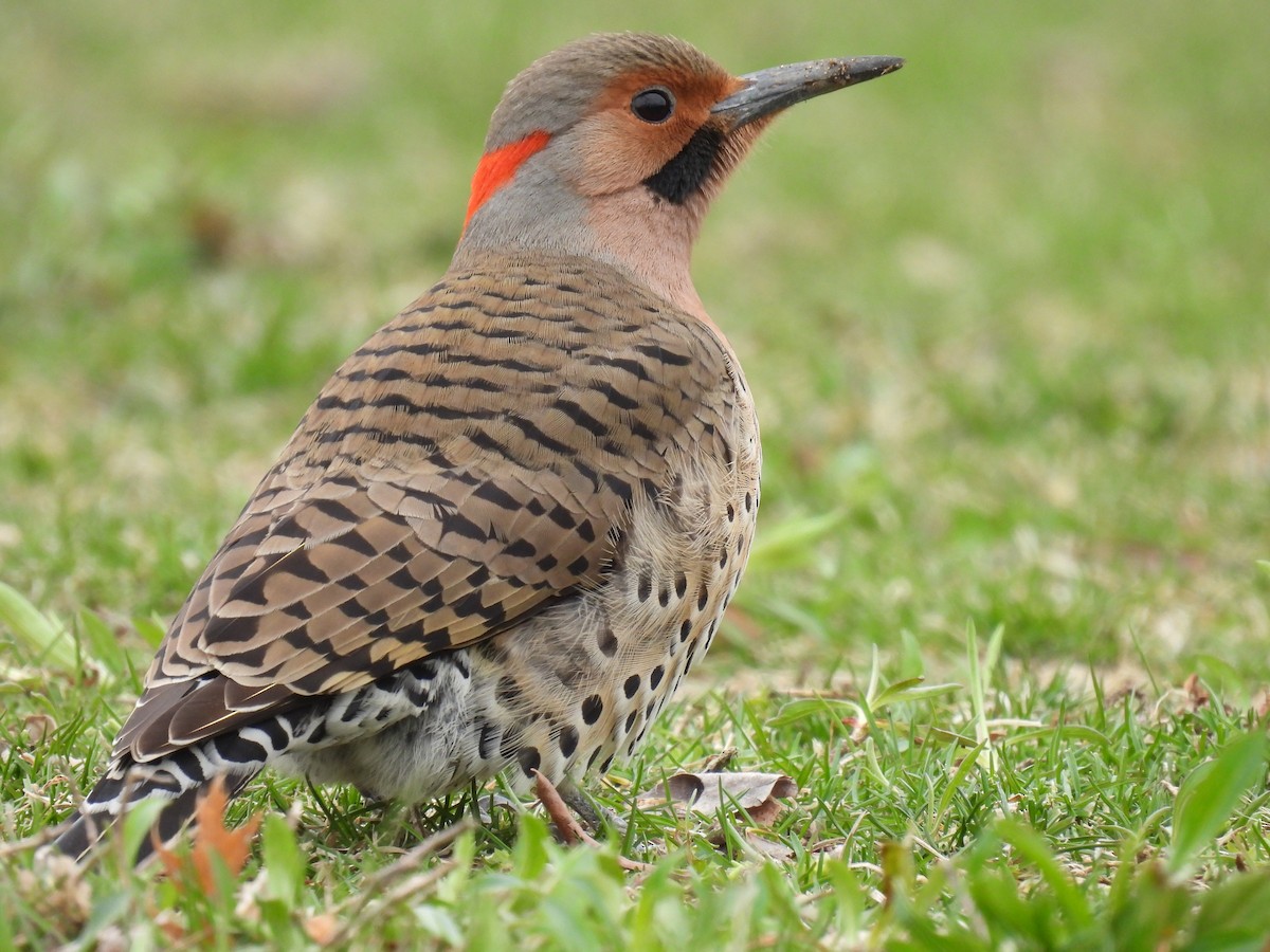 Northern Flicker (Yellow-shafted) - ML616296759