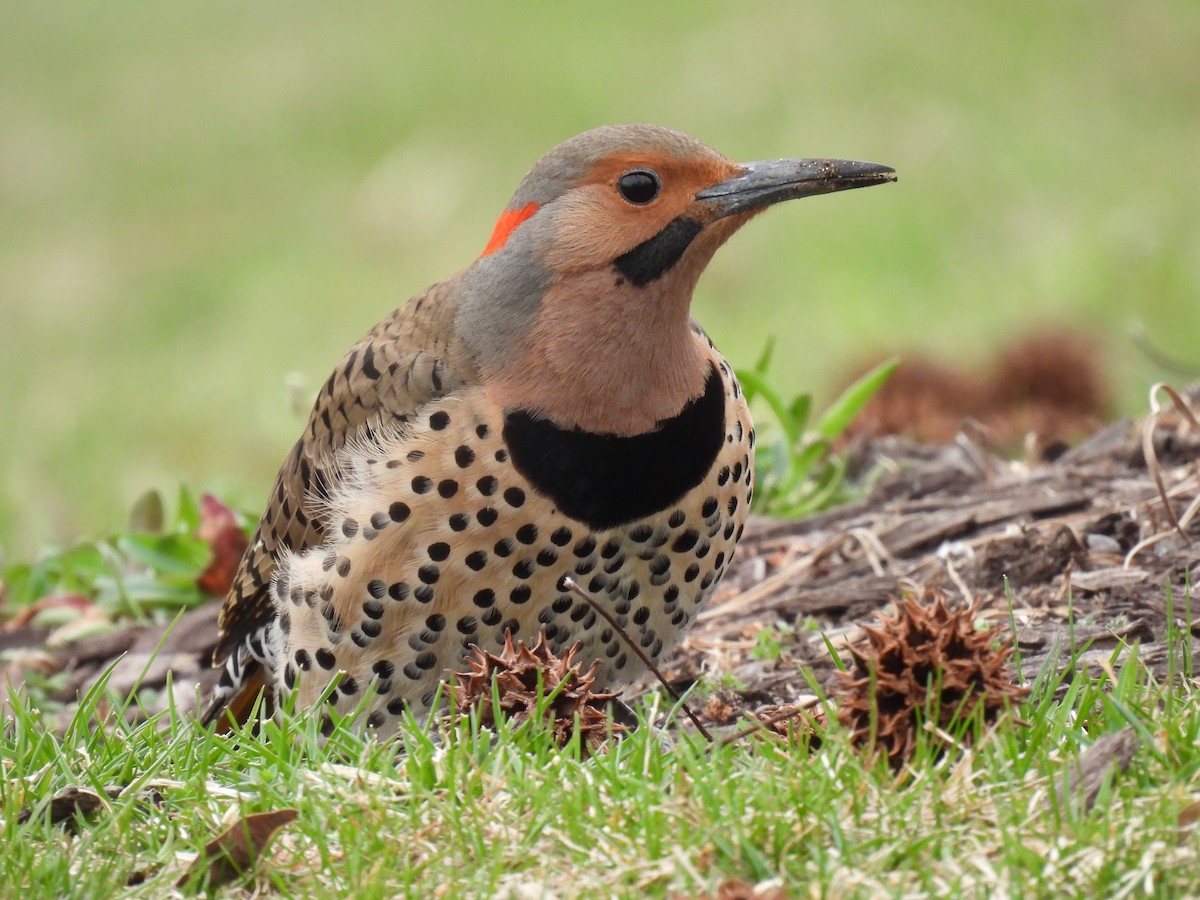 Northern Flicker (Yellow-shafted) - ML616296760