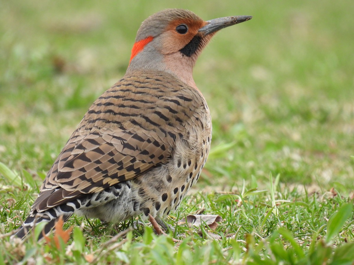 Northern Flicker (Yellow-shafted) - ML616296761