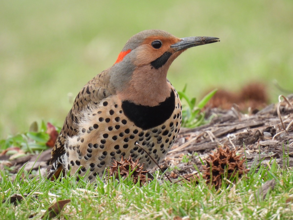 Northern Flicker (Yellow-shafted) - ML616296762