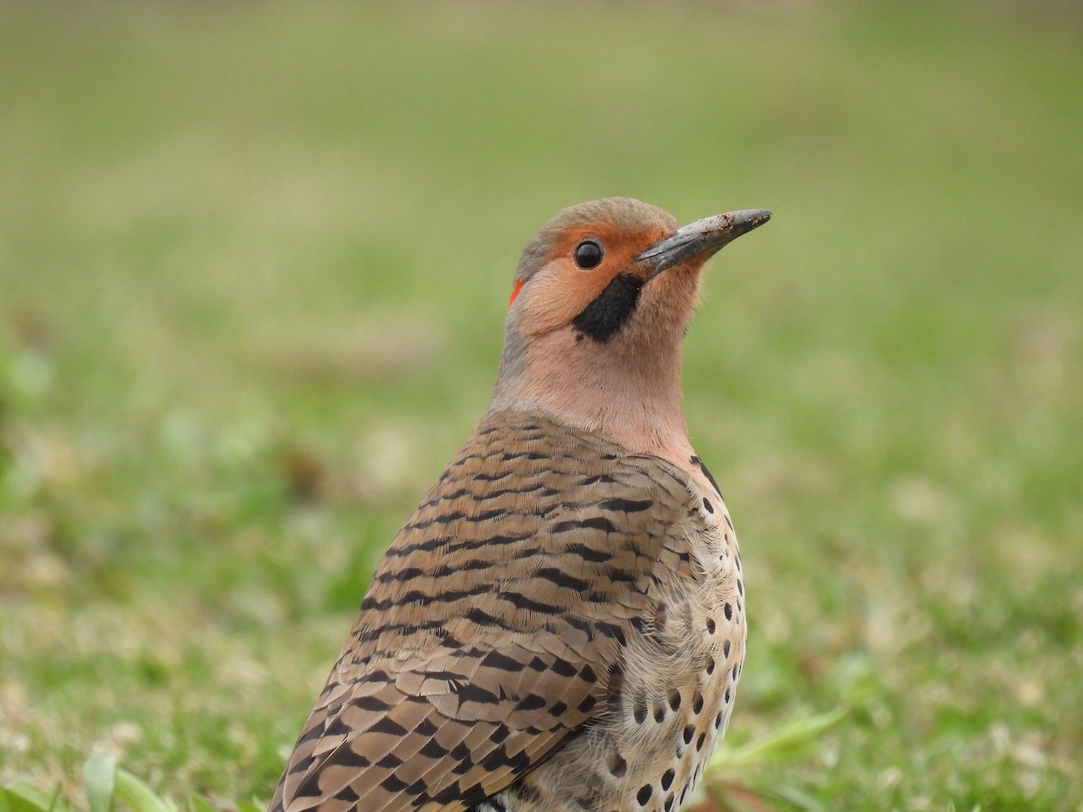 Northern Flicker (Yellow-shafted) - ML616296763