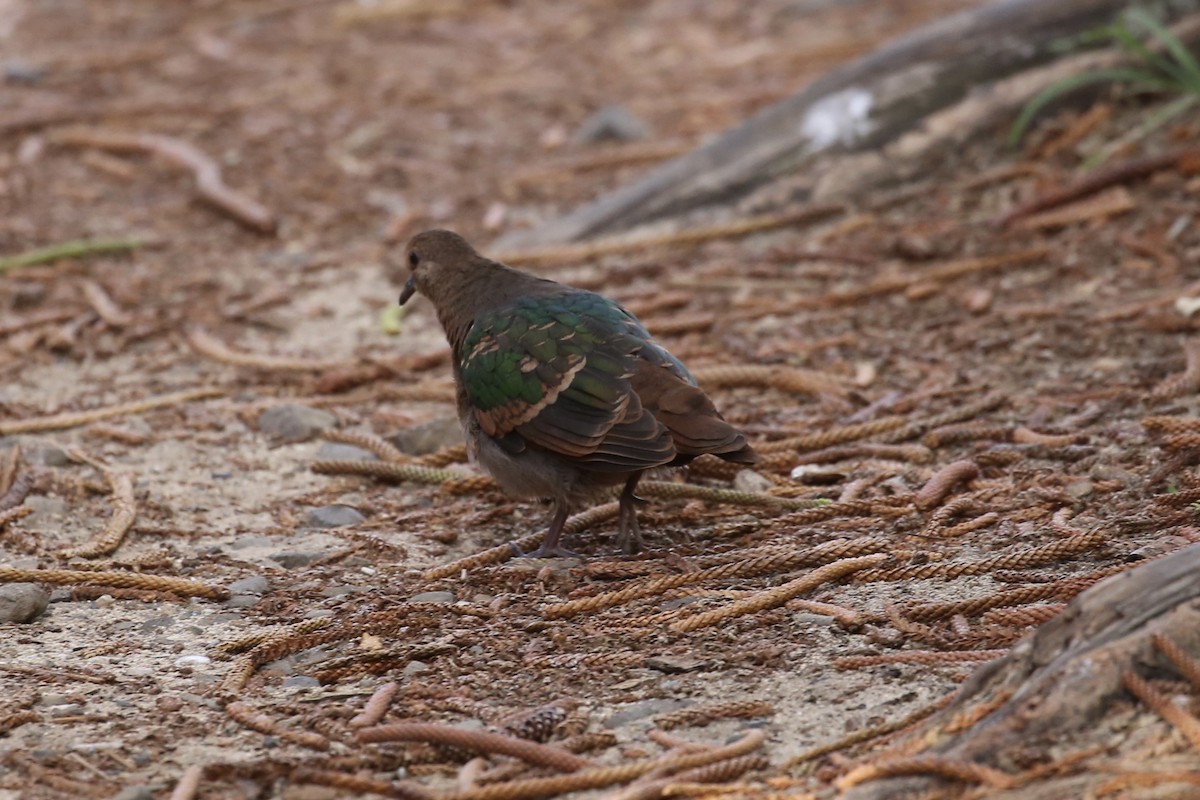 Pacific Emerald Dove - Jim Stone