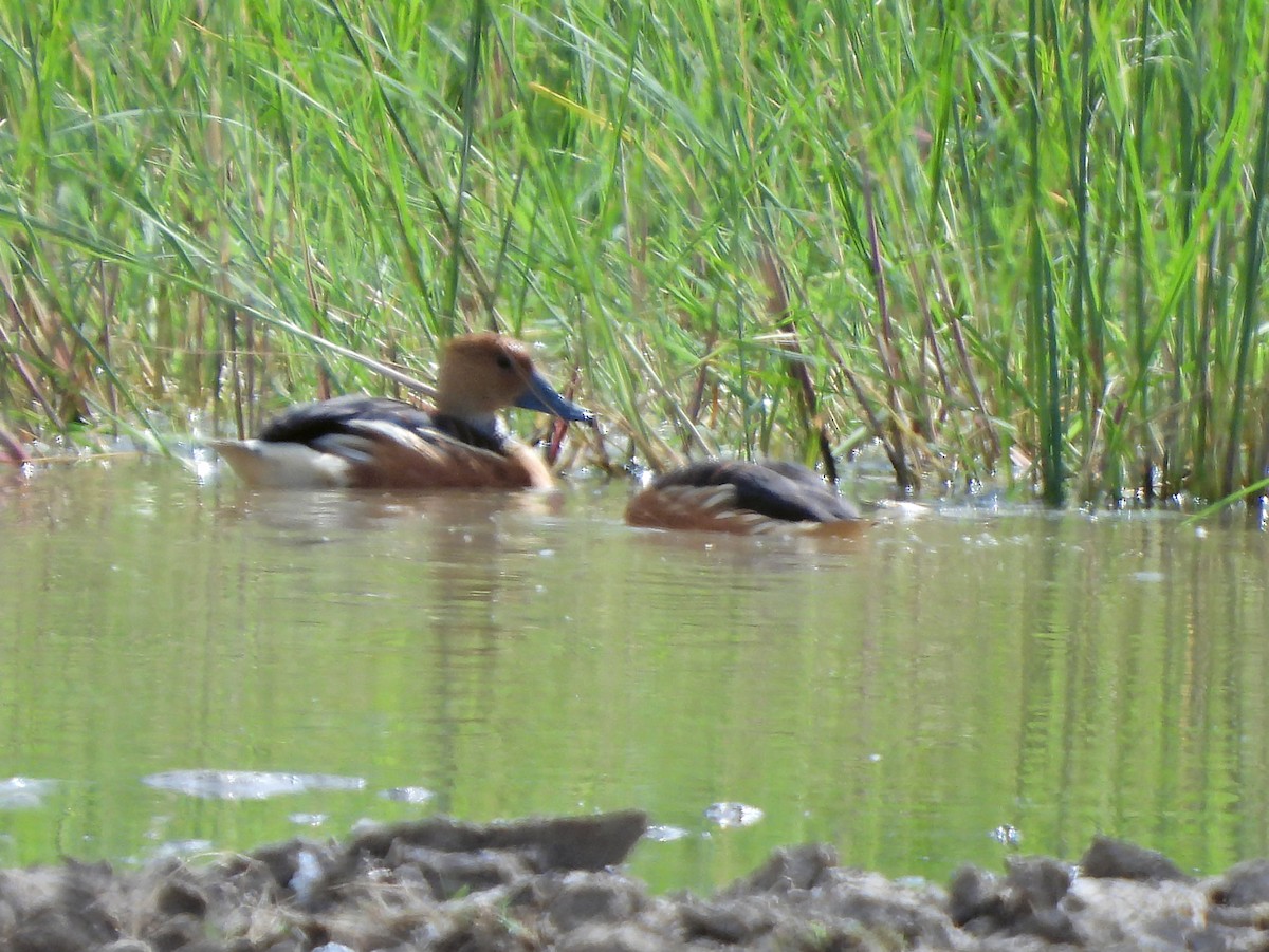 Fulvous Whistling-Duck - ML616296846