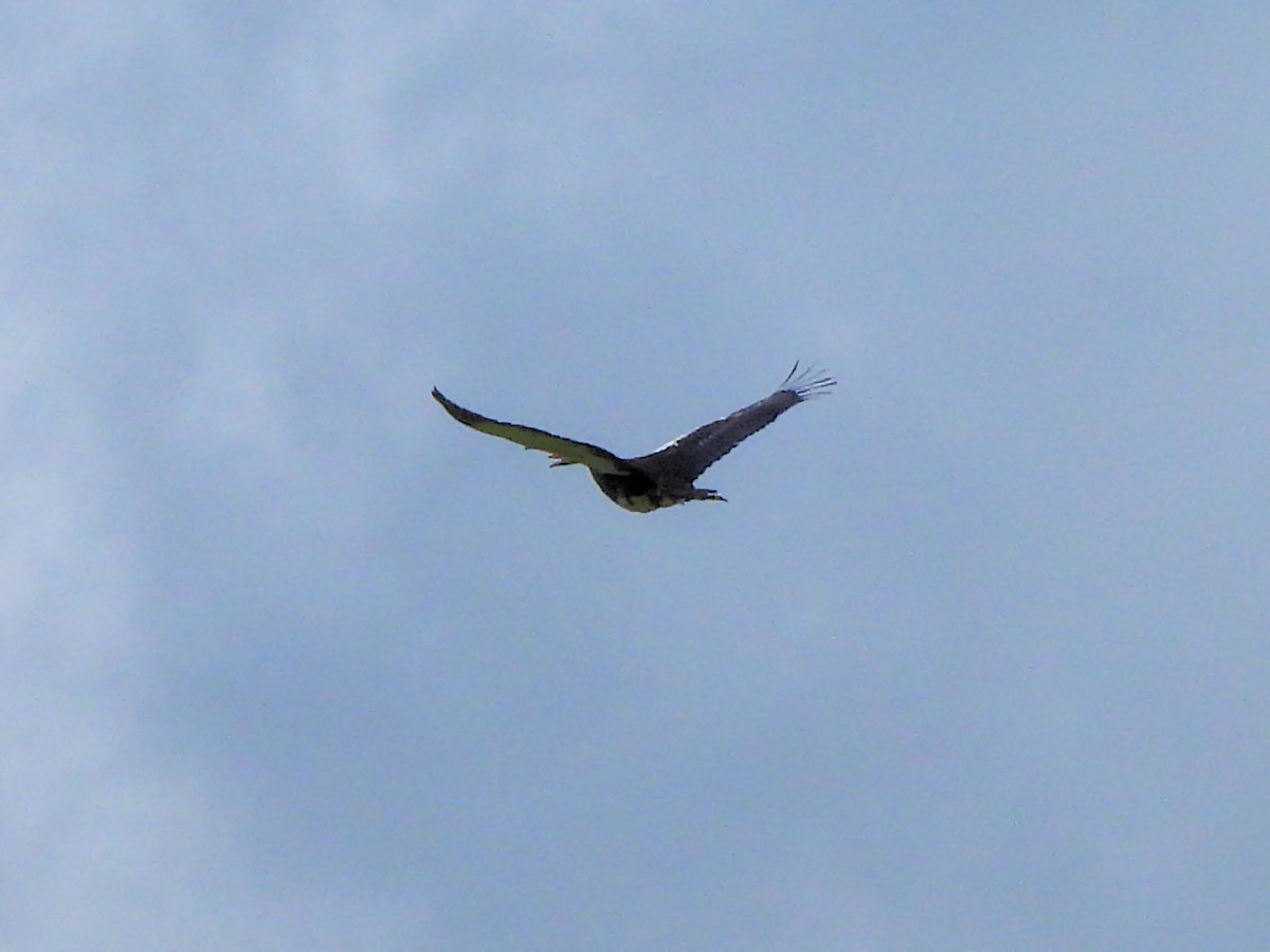 Spur-winged Goose - ML616296853