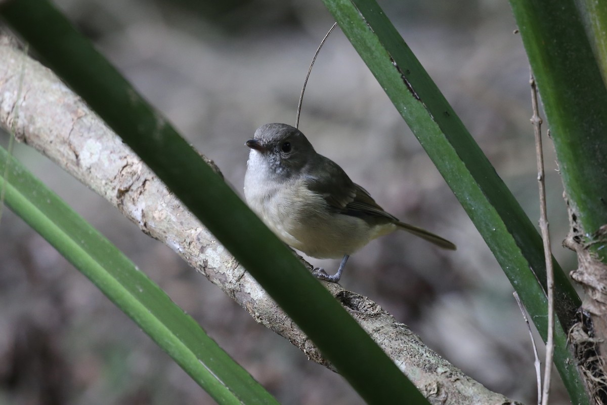 Golden Whistler - ML616296870