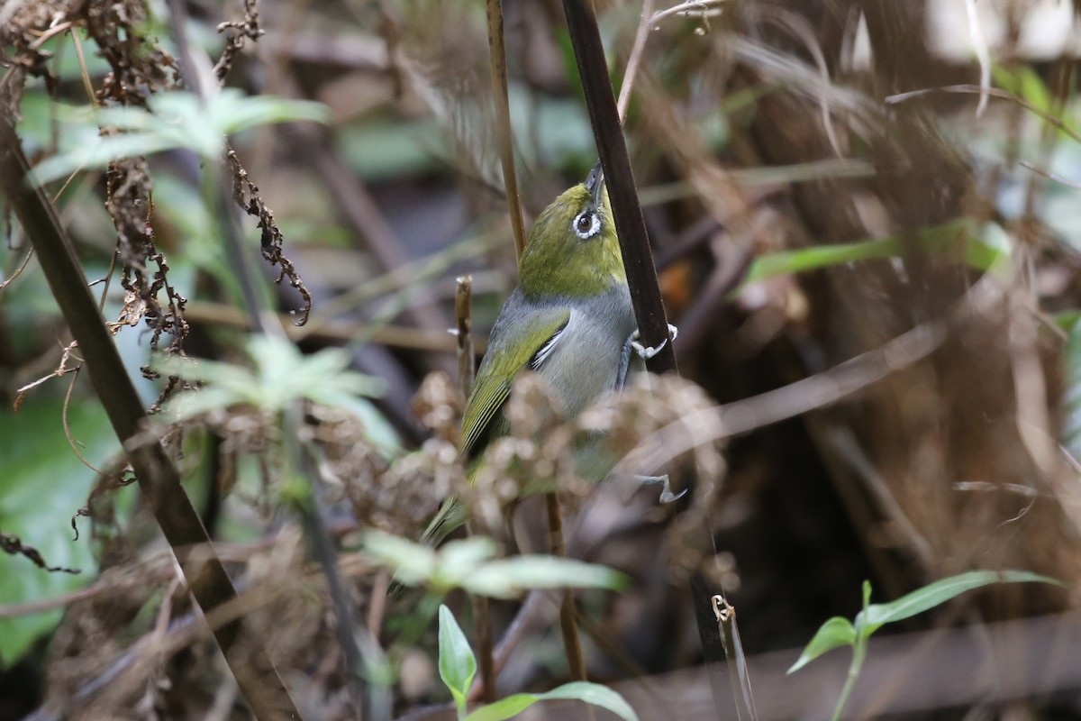 Graumantel-Brillenvogel - ML616296900