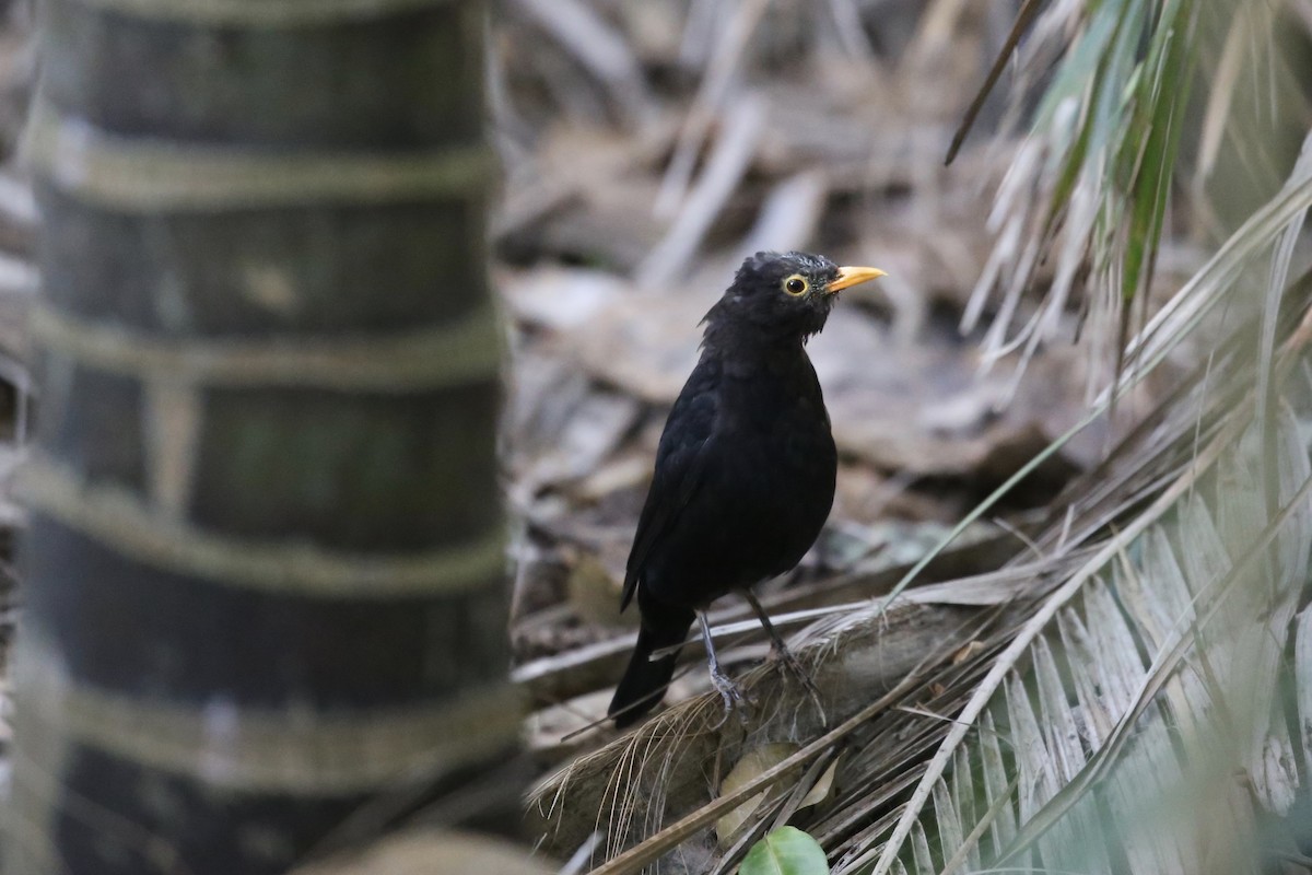 Eurasian Blackbird - Jim Stone