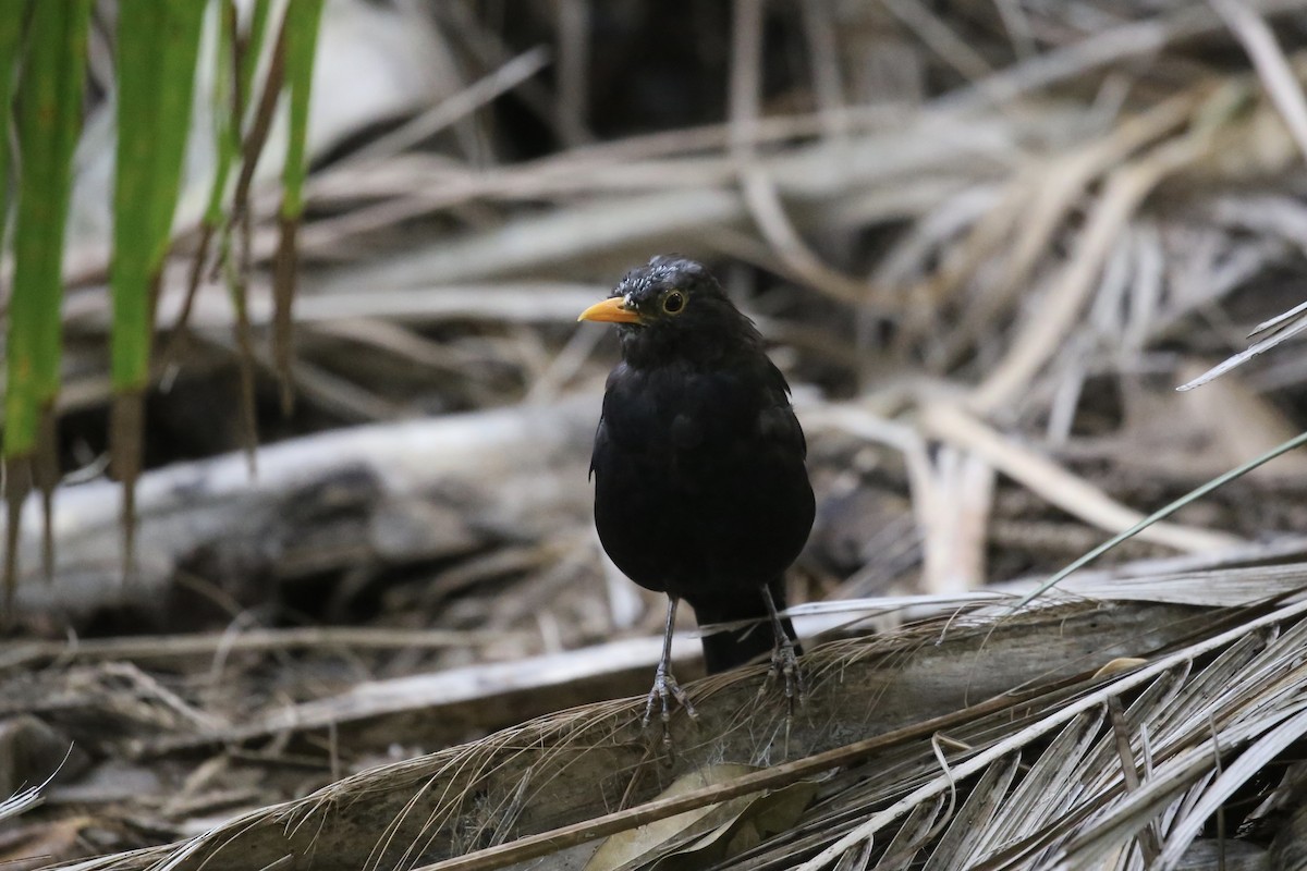 Eurasian Blackbird - Jim Stone