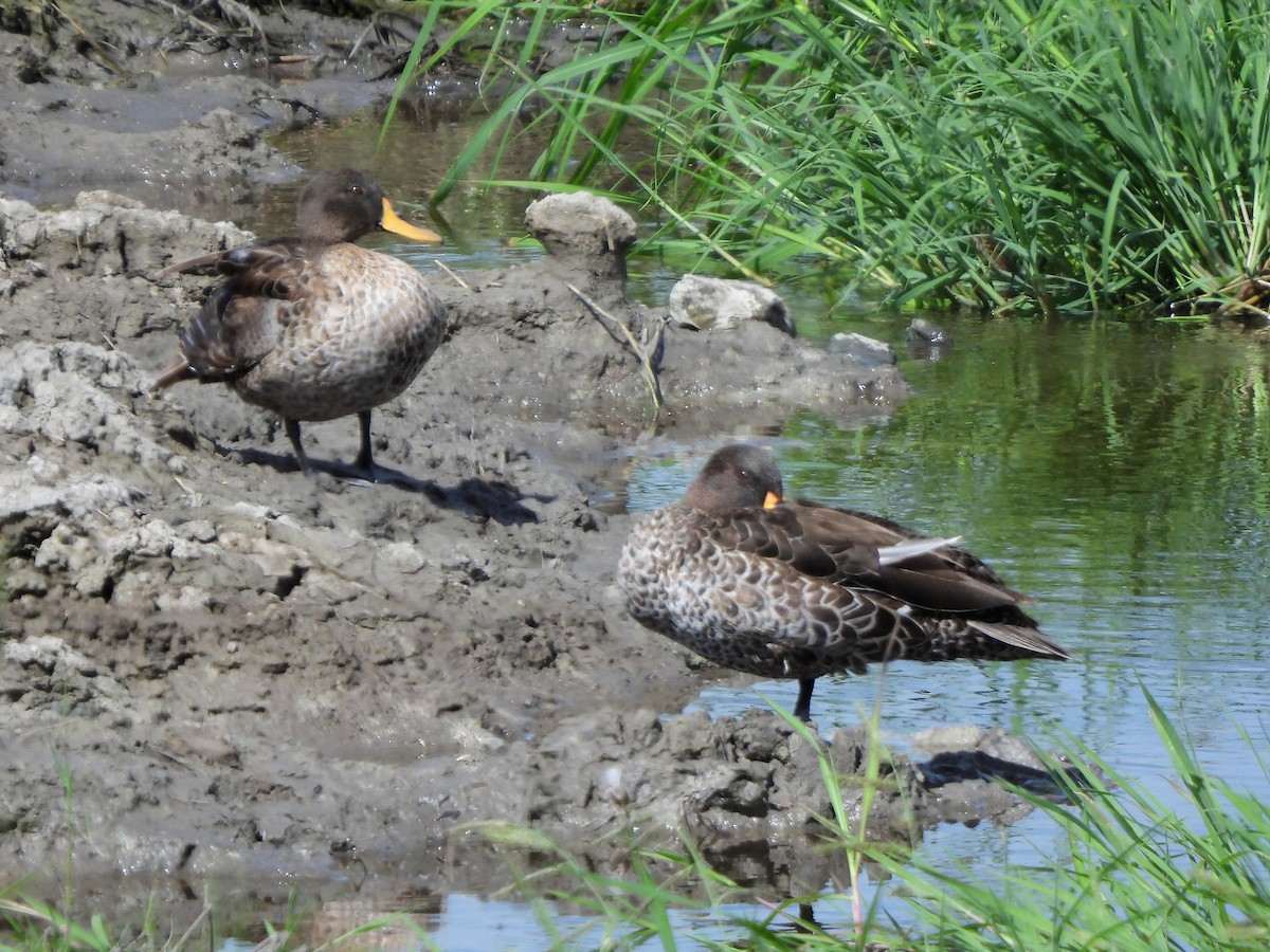 Yellow-billed Duck - ML616296961