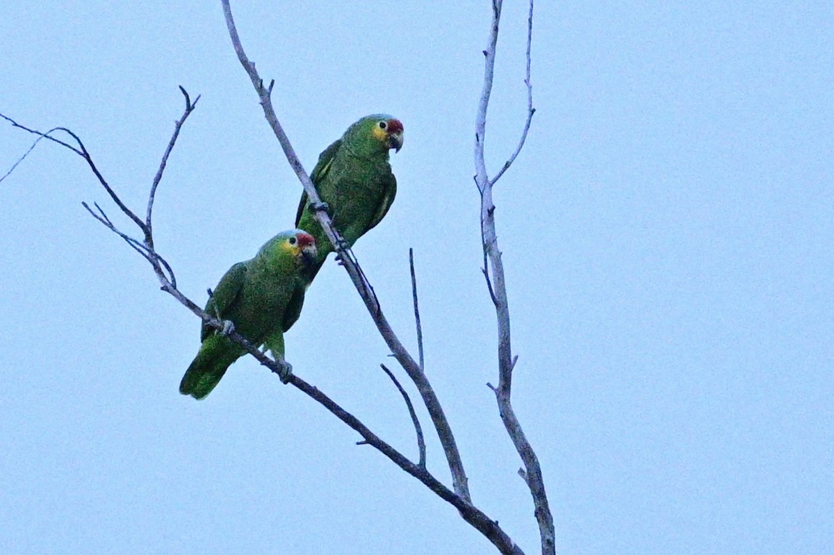 Red-lored Parrot - ML616296972