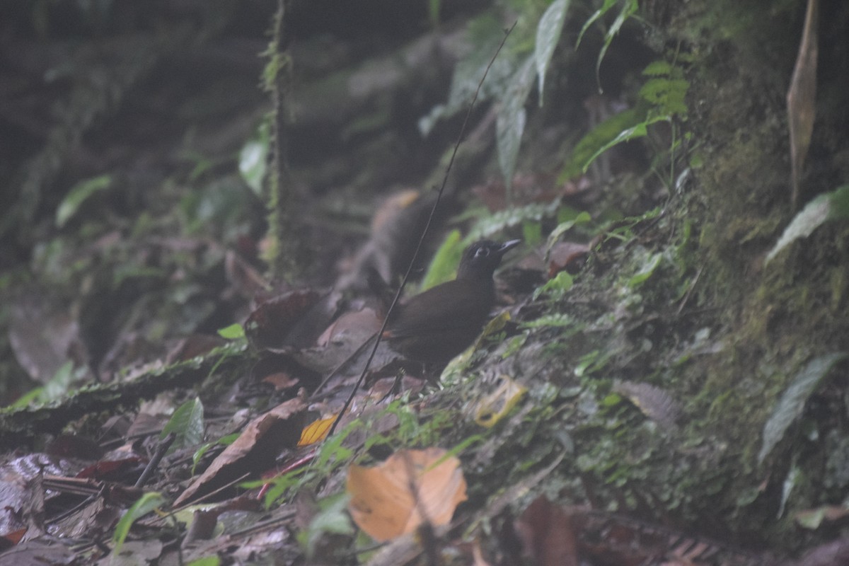 Black-headed Antthrush - Nick Kowalske