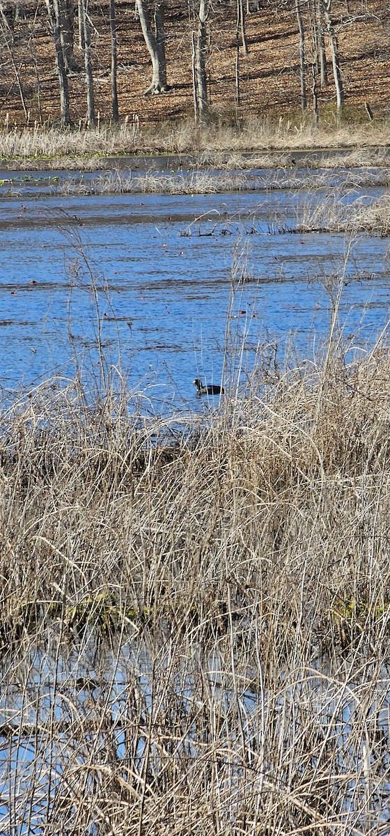 American Coot - Henry Ortiz