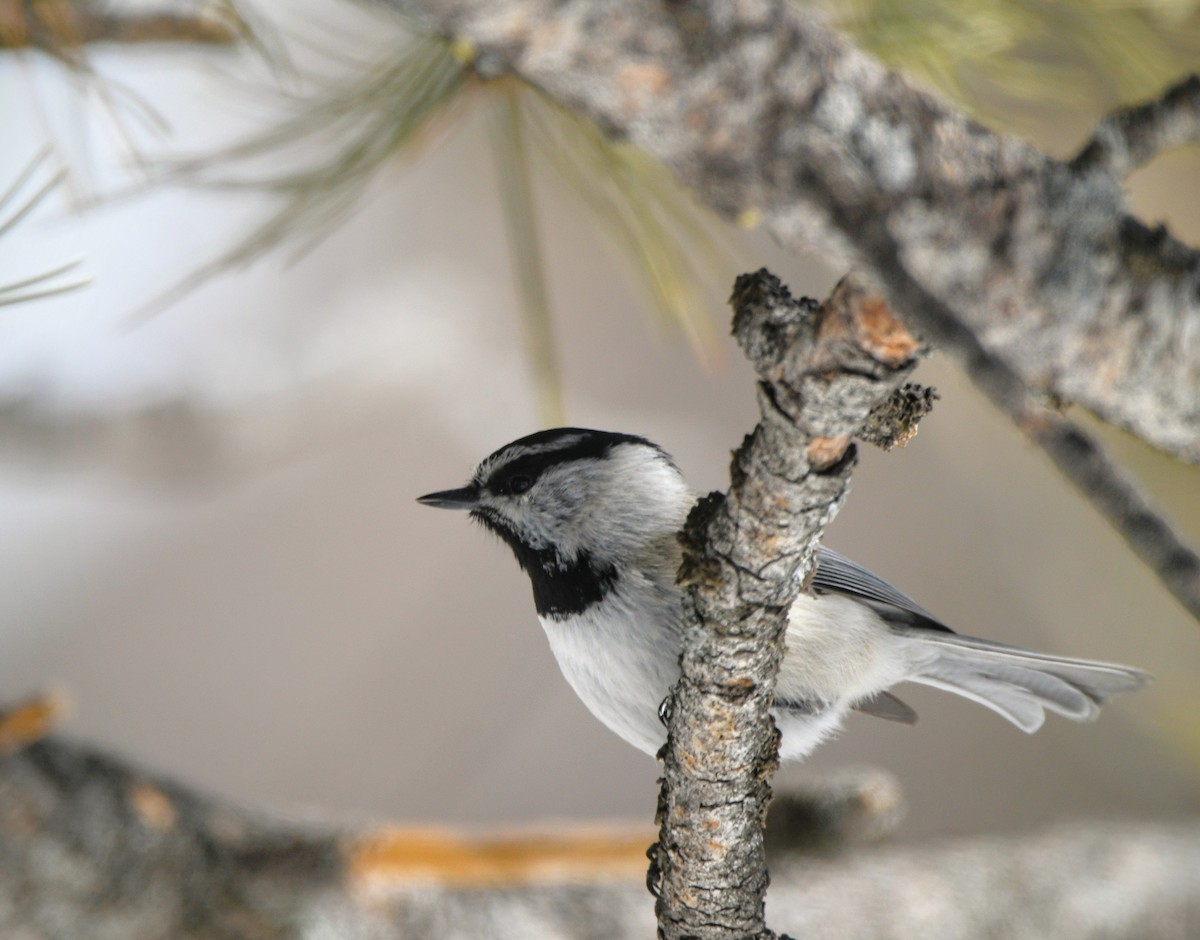 Mountain Chickadee - ML616297090