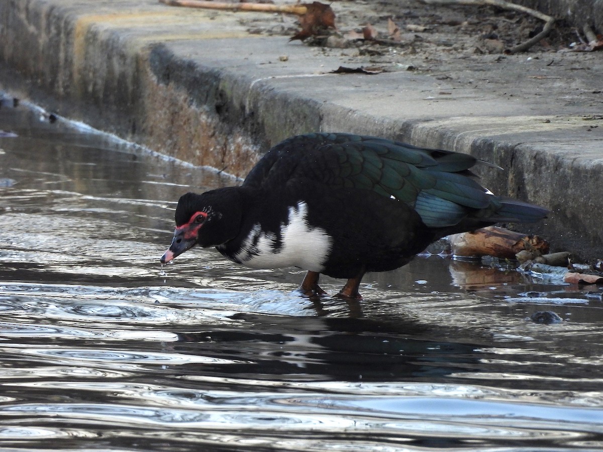 Muscovy Duck (Domestic type) - ML616297091