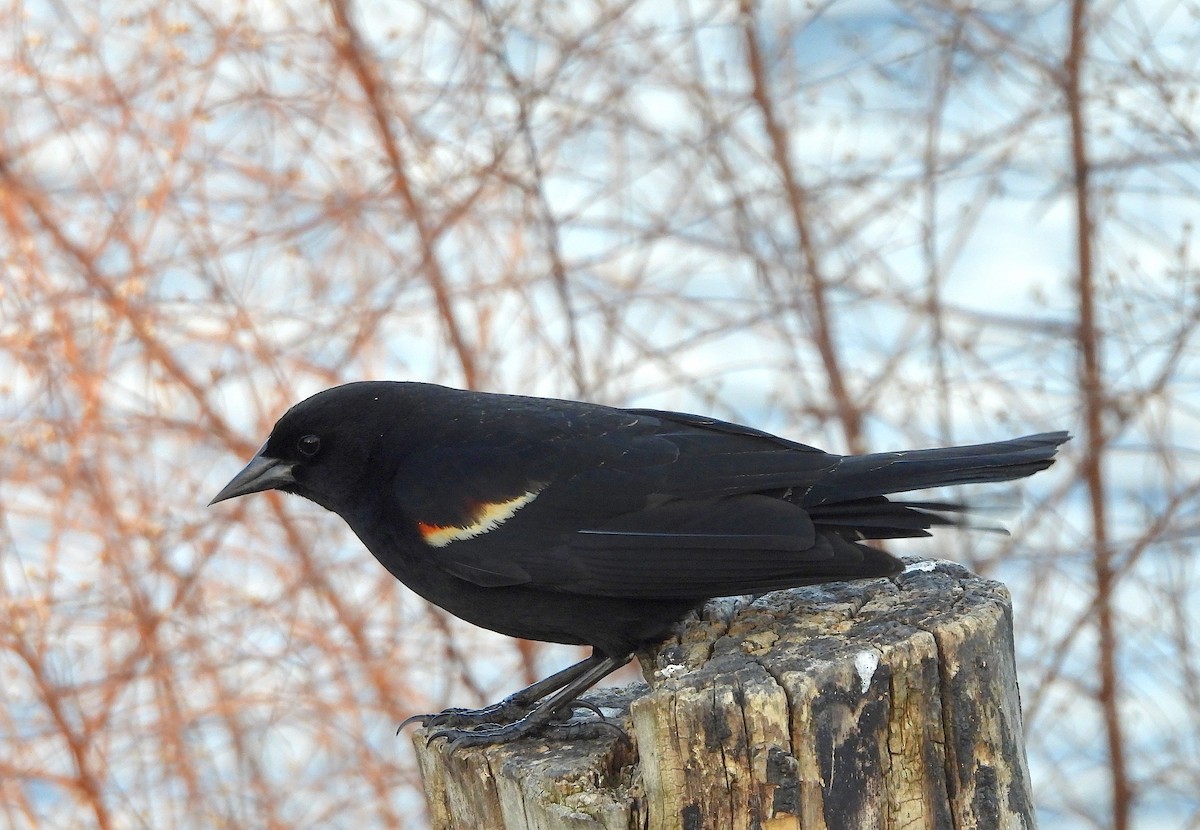 Red-winged Blackbird - ML616297105