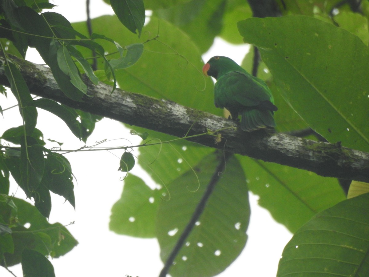 Maluku Eklektus Papağanı - ML616297207