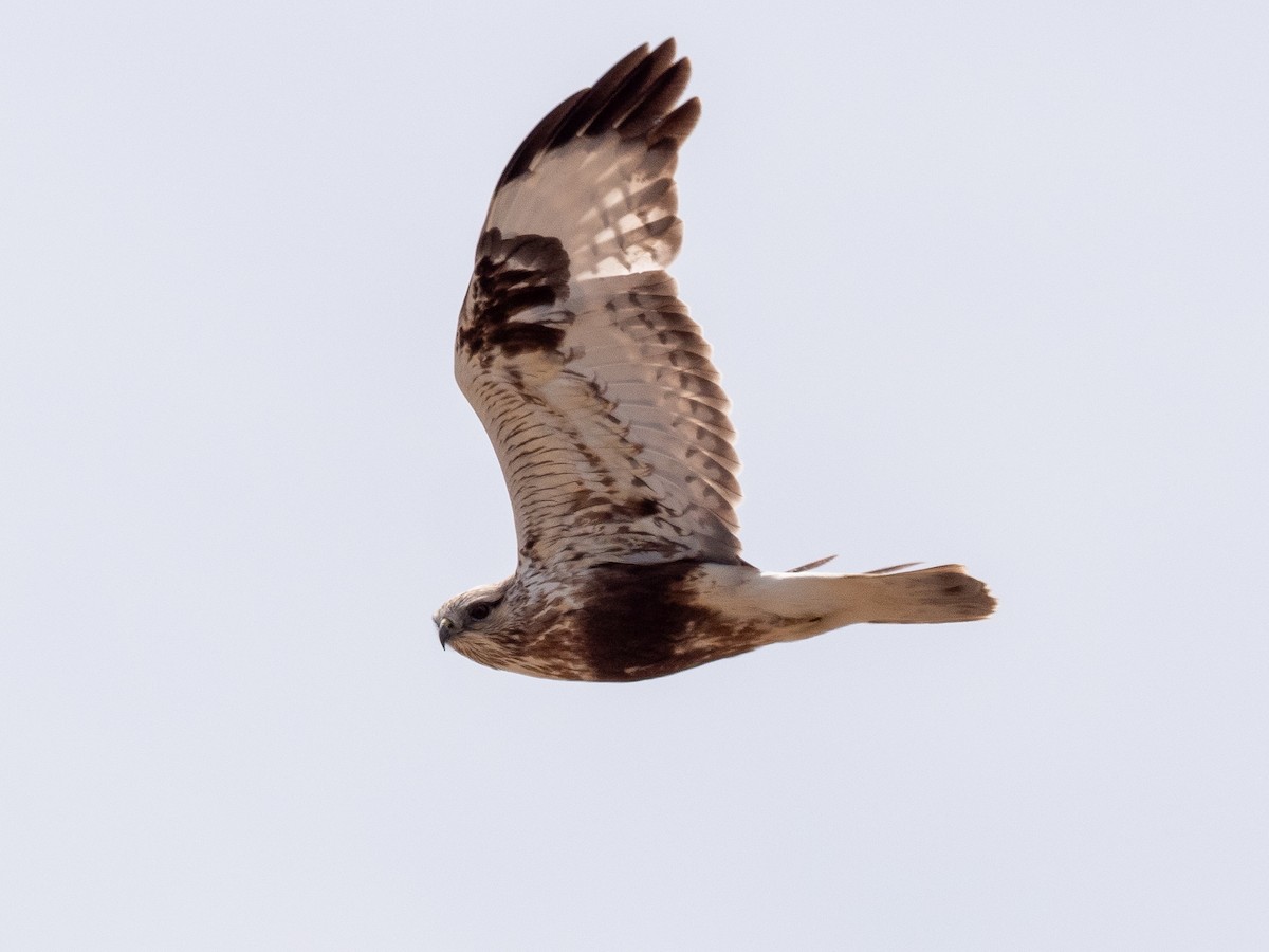 Rough-legged Hawk - ML616297236