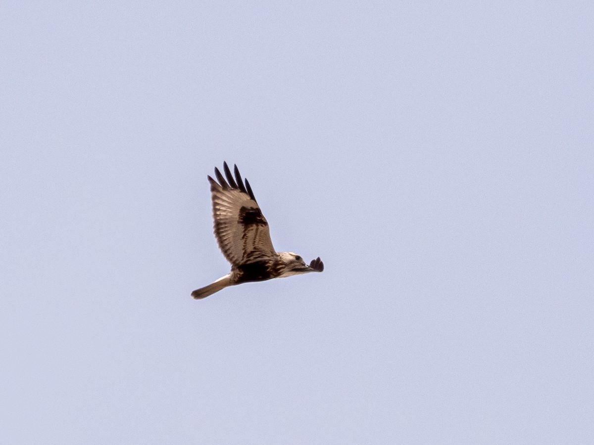 Rough-legged Hawk - ML616297238