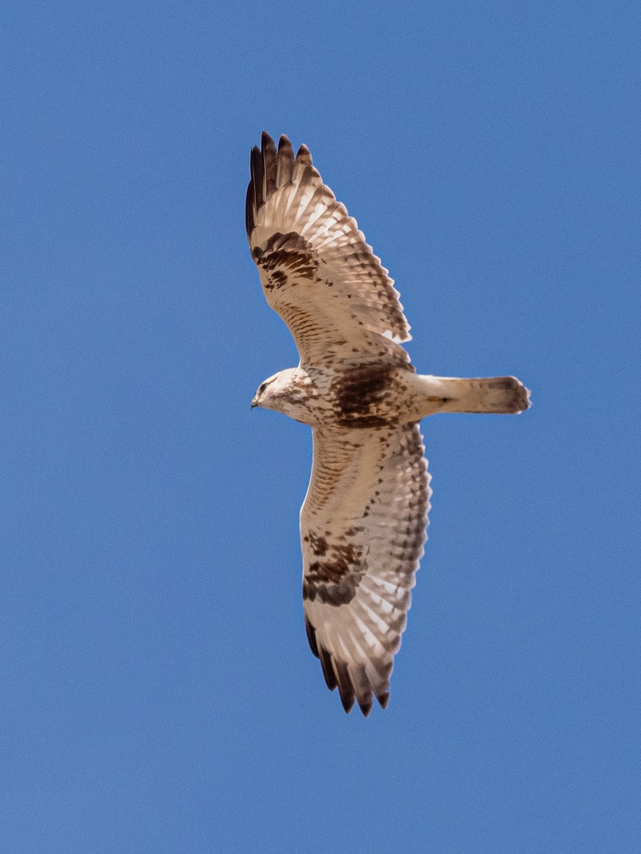 Raufußbussard - ML616297241