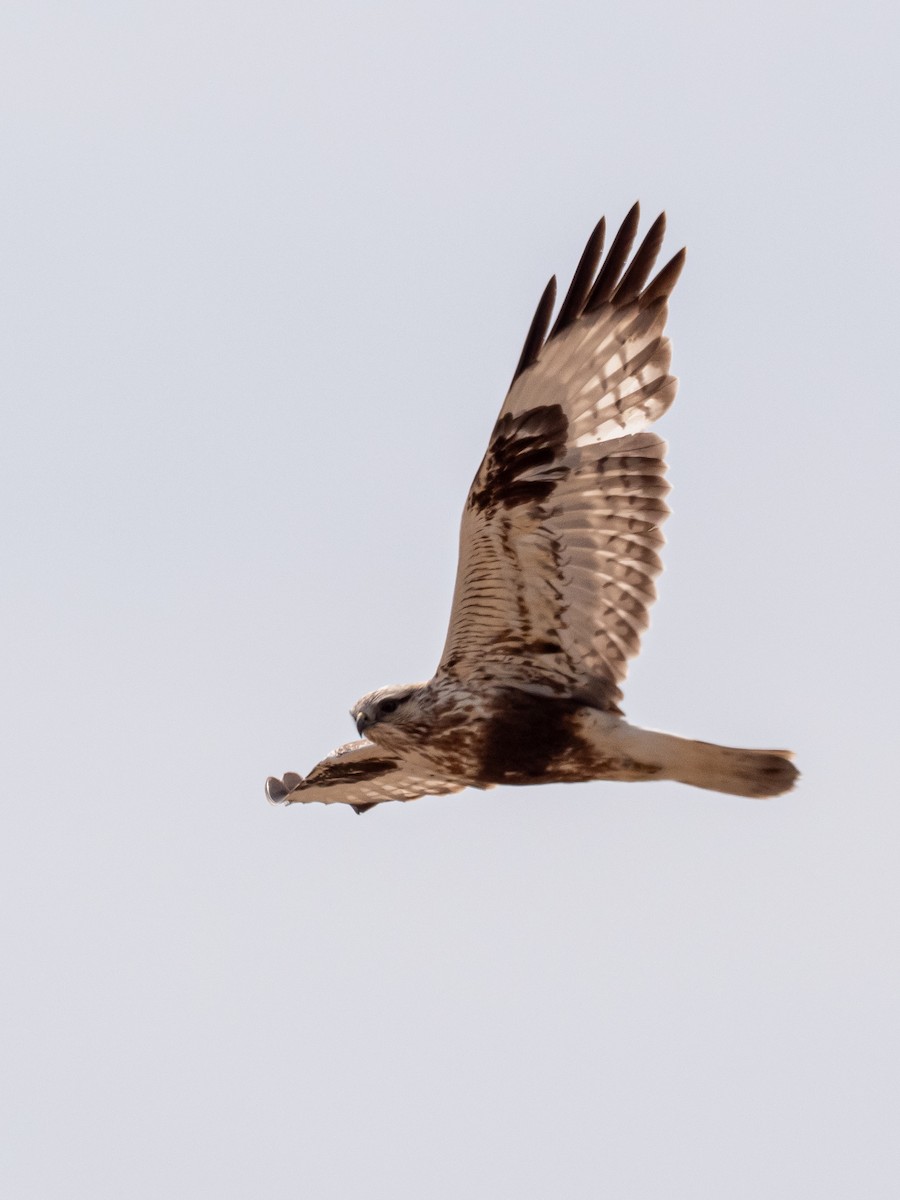 Rough-legged Hawk - ML616297243