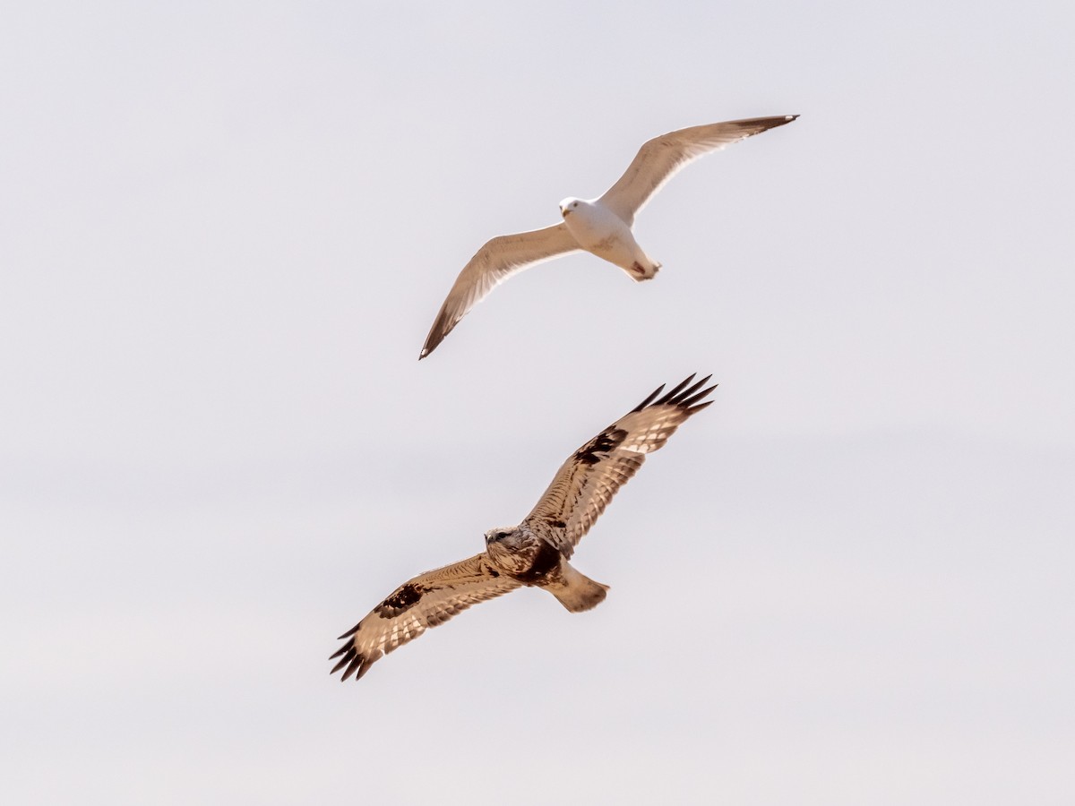 Rough-legged Hawk - ML616297244