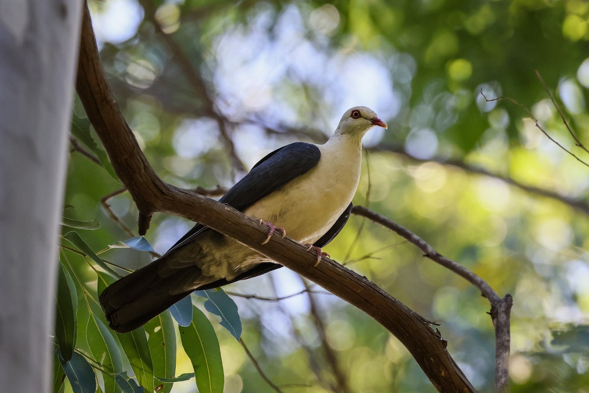 White-headed Pigeon - ML616297250