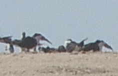 Black Skimmer - ML616297258