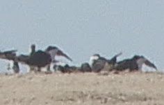 Black Skimmer - James Lyons