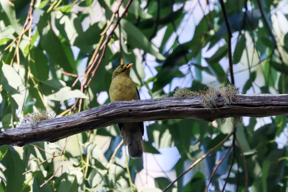 Bell Miner - ML616297262