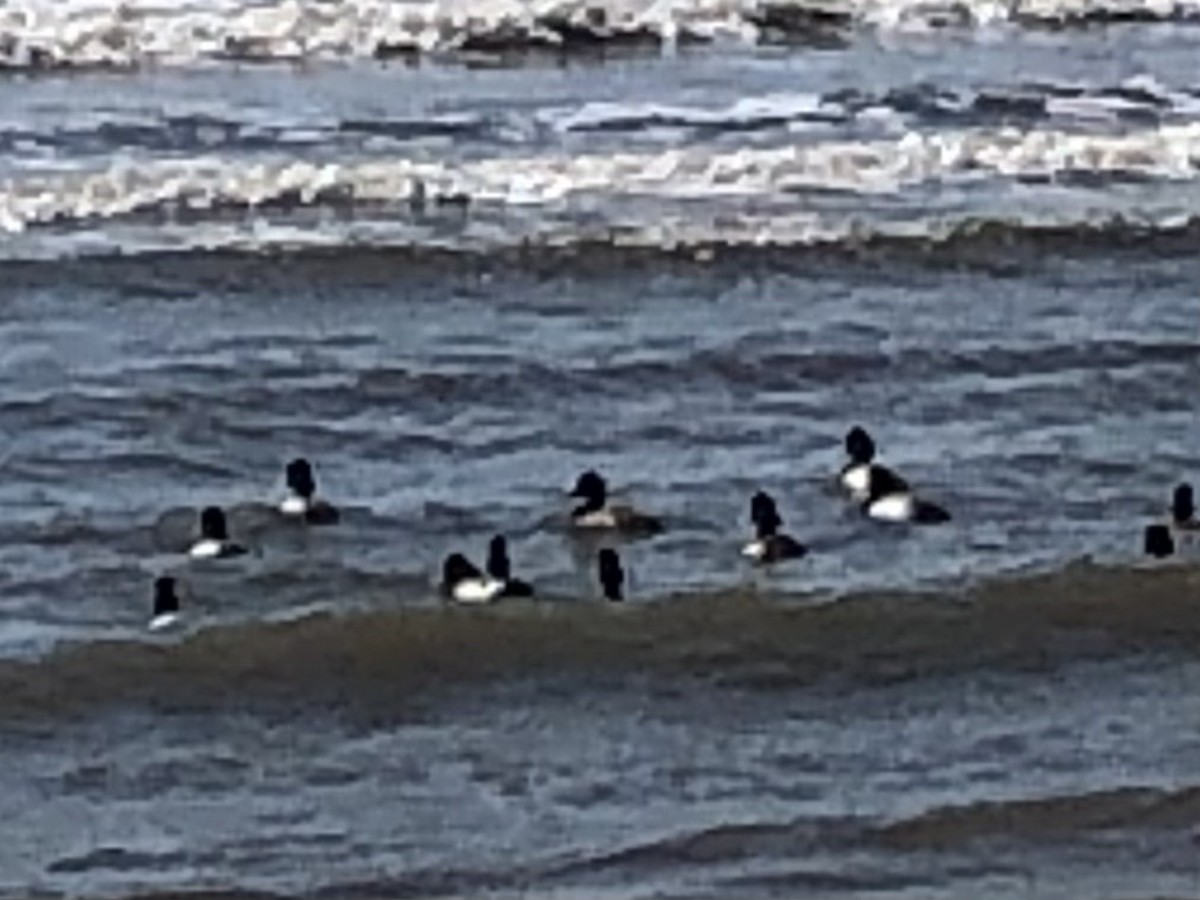 Lesser Scaup - ML616297271