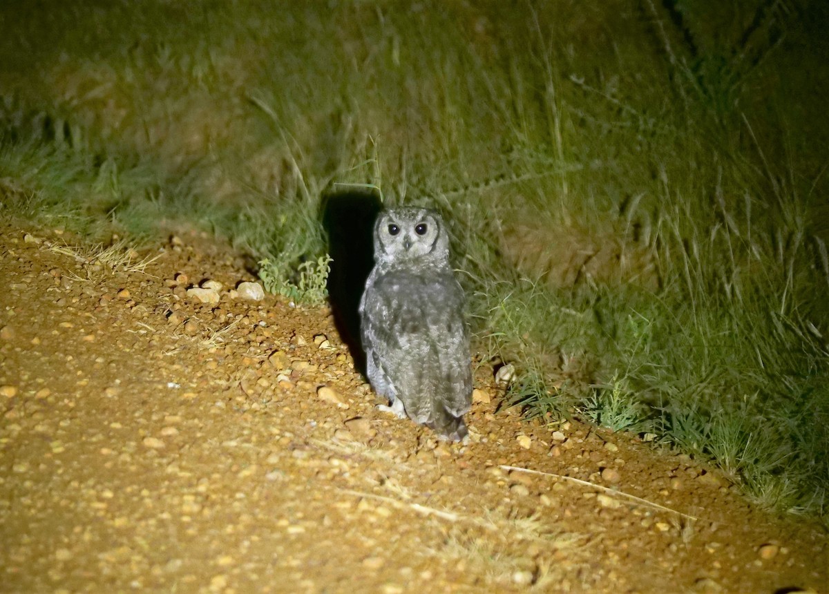 Grayish Eagle-Owl - ML616297309