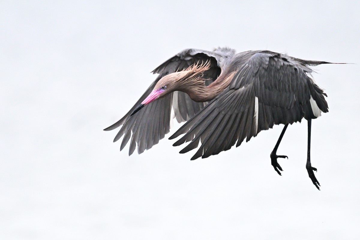 Reddish Egret - ML616297315