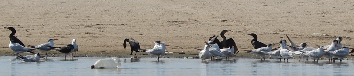 Royal Tern - James Lyons