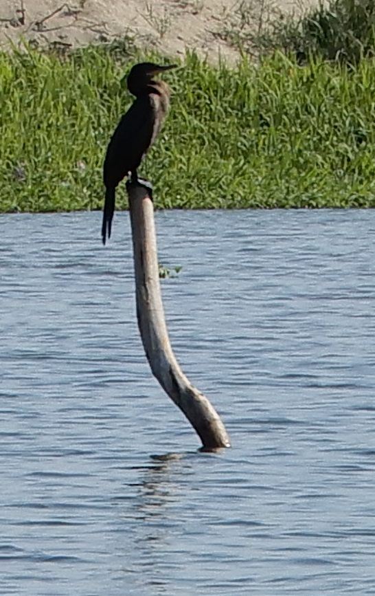 Neotropic Cormorant - James Lyons