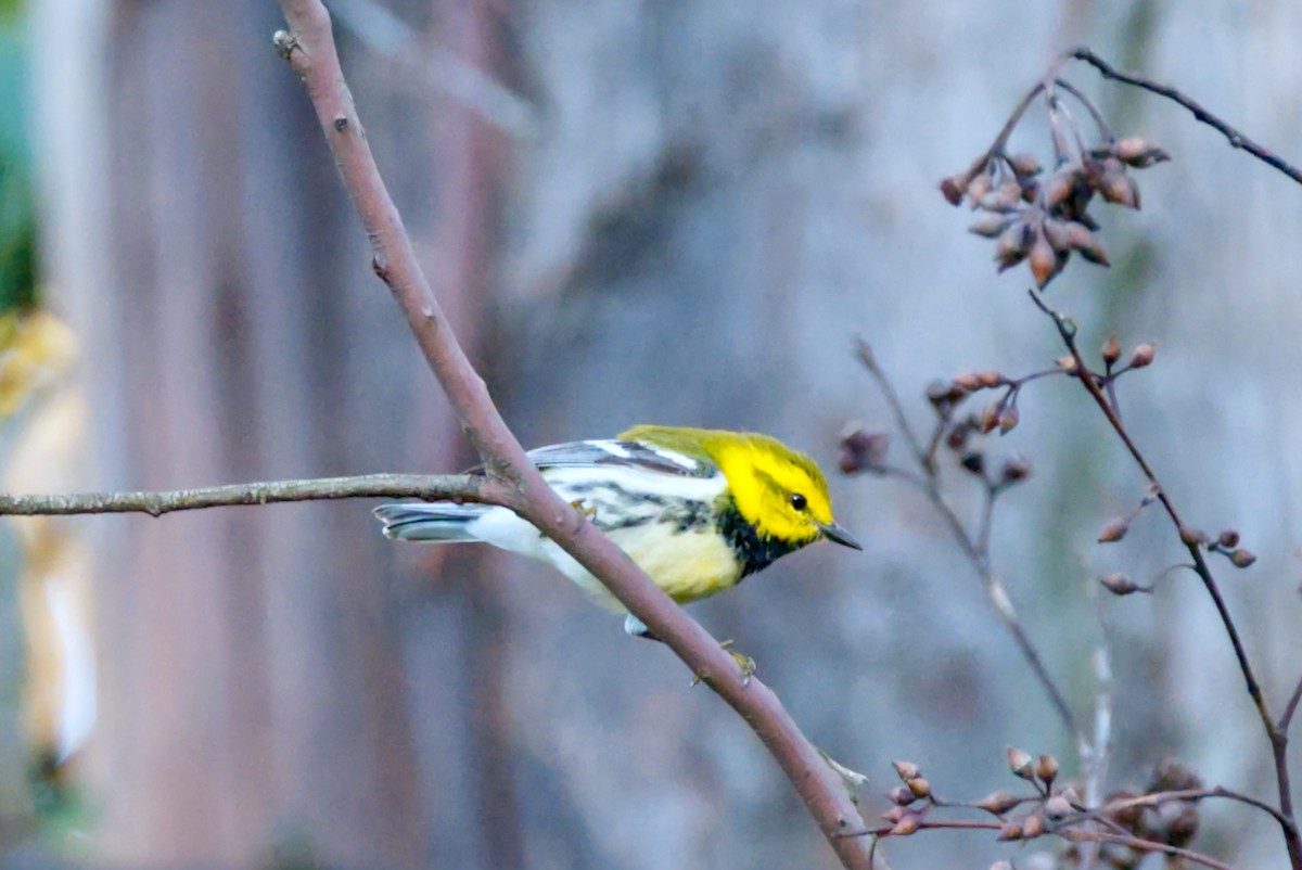 Black-throated Green Warbler - ML616297423