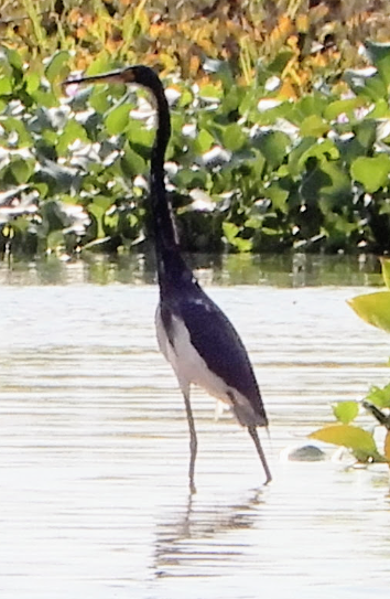 Tricolored Heron - James Lyons