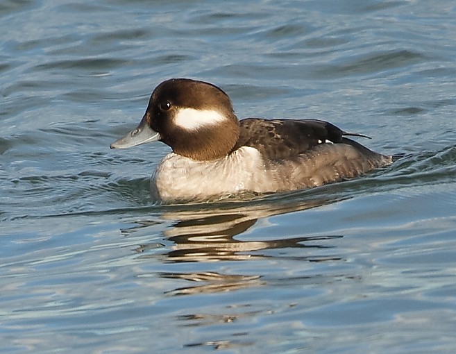 Bufflehead - ML616297458