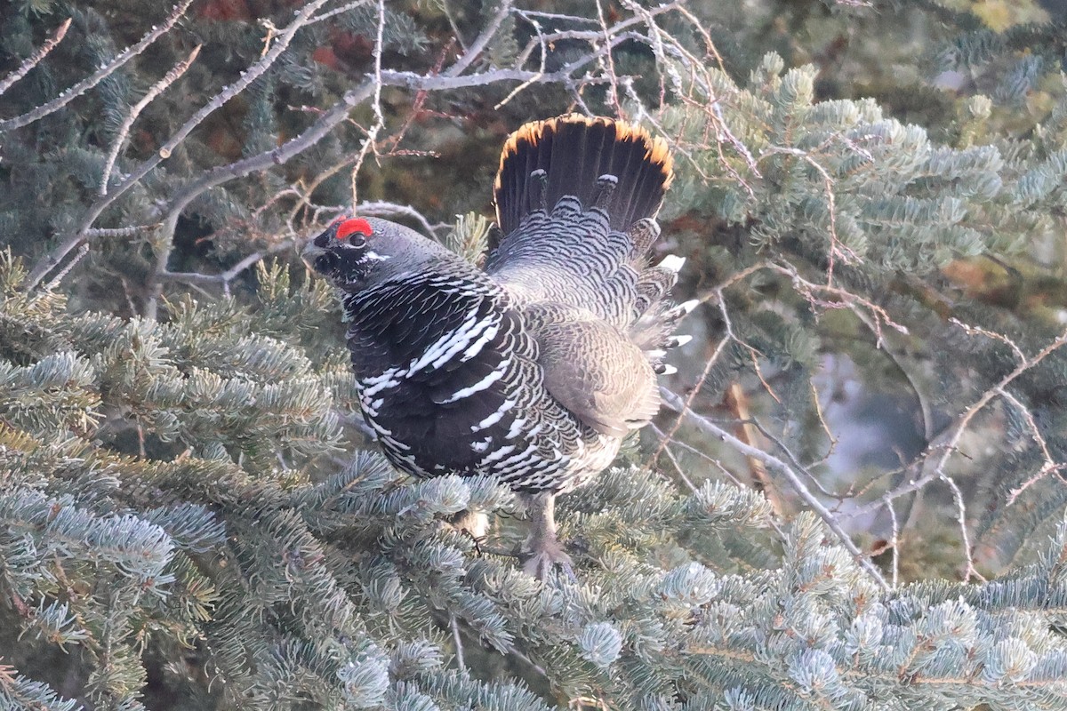 Spruce Grouse (Spruce) - ML616297473