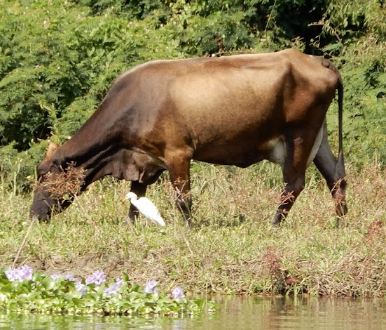 Western Cattle-Egret - ML616297490