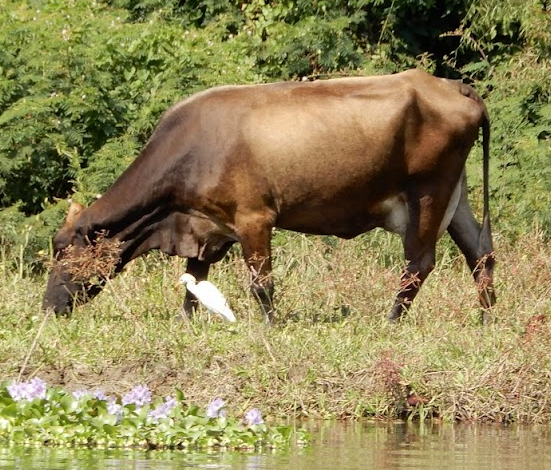 Western Cattle Egret - James Lyons