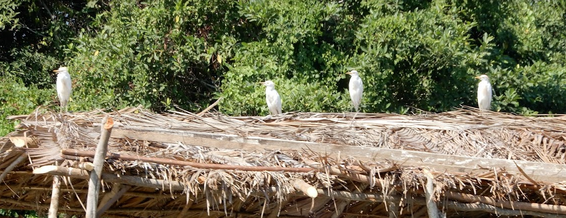 Western Cattle-Egret - ML616297491