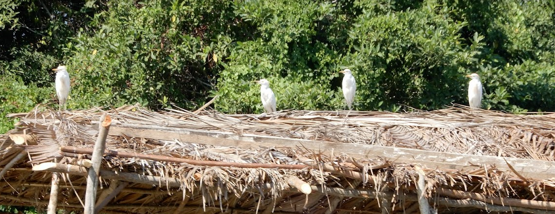 Western Cattle Egret - ML616297491