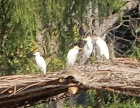 Western Cattle-Egret - ML616297492