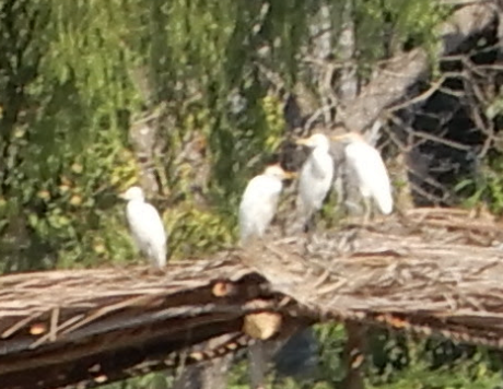 Western Cattle Egret - James Lyons