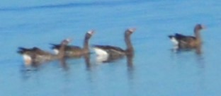 Greater White-fronted Goose - ML616297497