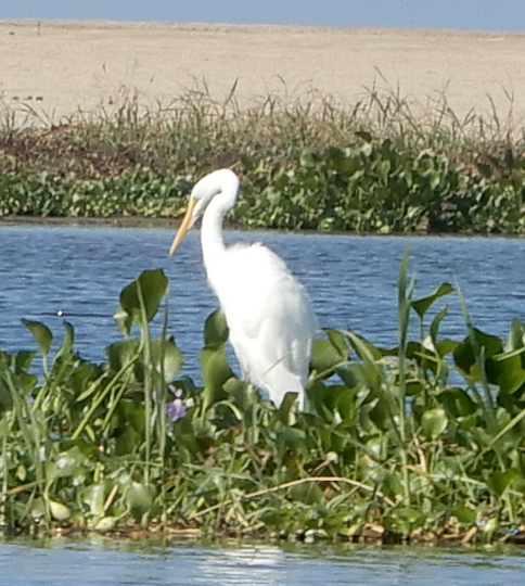 Great Egret - James Lyons