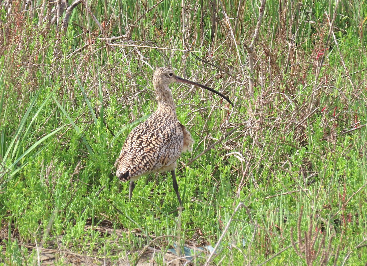 Long-billed Curlew - ML616297520