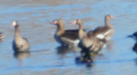 Greater White-fronted Goose - ML616297528